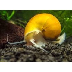 AMPULARIA CUPRINA