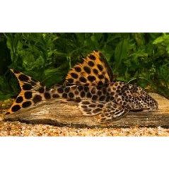 HYPOSTOSUM PLECOSTOMUS 6CM