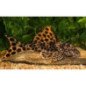 HYPOSTOSUM PLECOSTOMUS 6CM