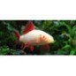 LABEO ALBINO