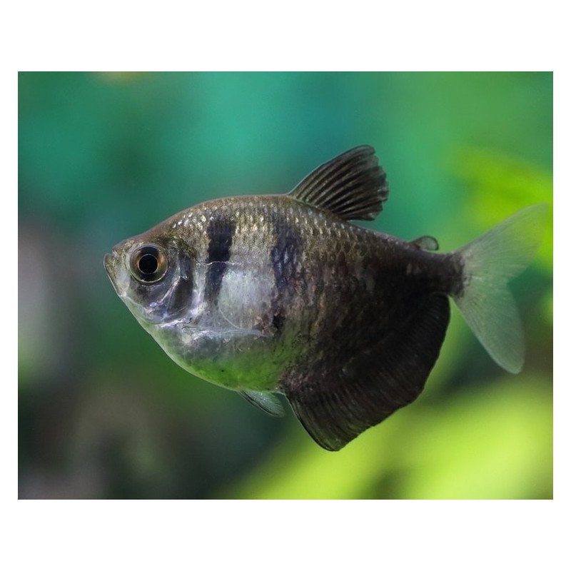 GYMNOCORYMBUS TERNETZI