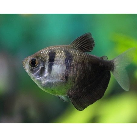 GYMNOCORYMBUS TERNETZI