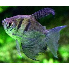 GYMNOCORYMBUS TERNETZI