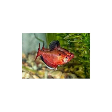 CAMON SNACK DADINI AL SALMONE 80GR