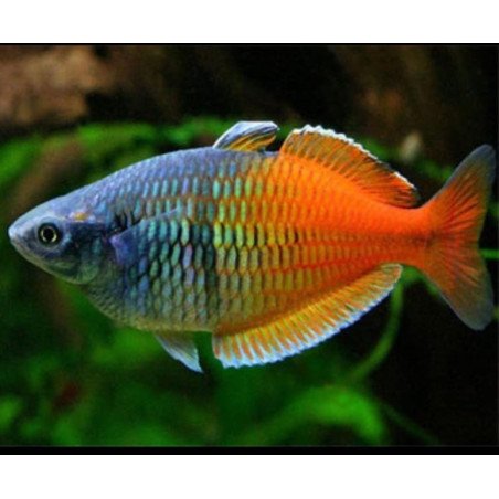 MELANOTENIA BOSEMANI