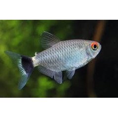 MOENCAUSIA SANTAFILOMENA