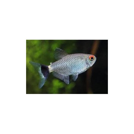 MOENCAUSIA SANTAFILOMENA