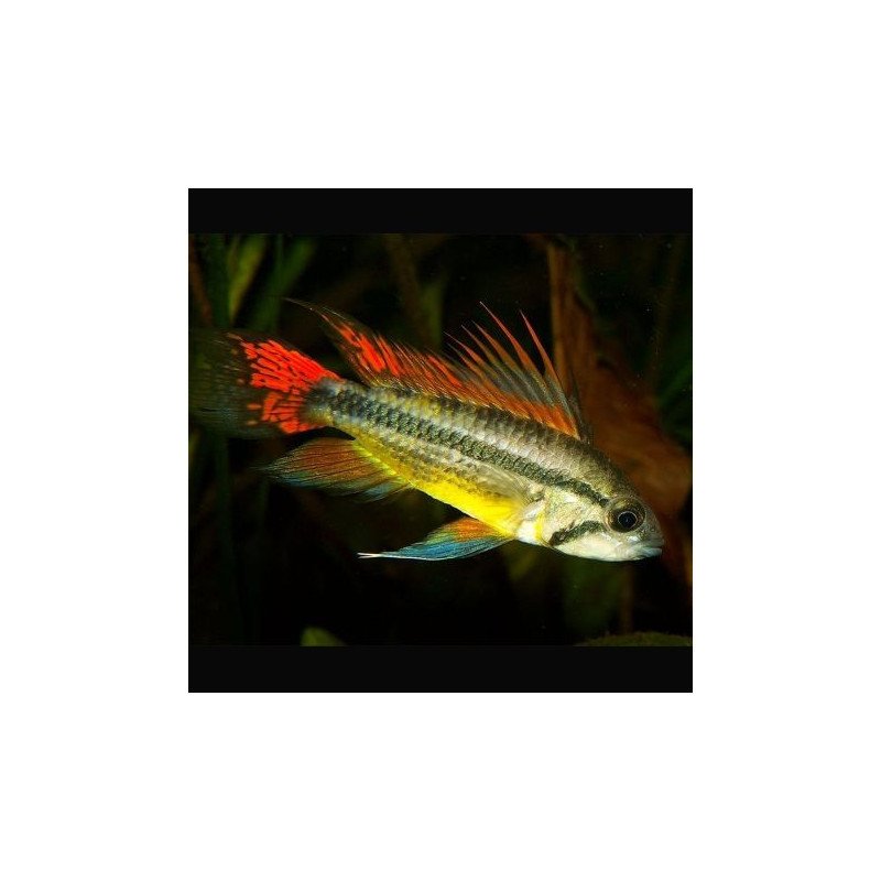 APISTOGRAMMA CACATUOIDES