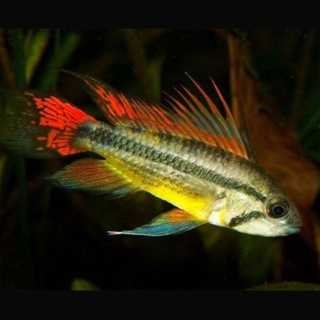 APISTOGRAMMA CACATUOIDES