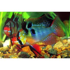APISTOGRAMMA CACATUOIDES