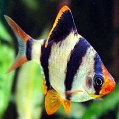 BARBUS TETRAZONA