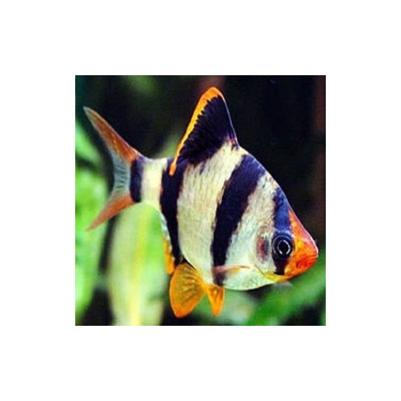 BARBUS TETRAZONA