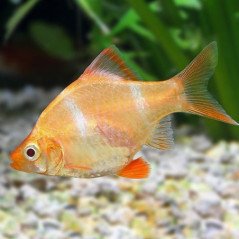 BARBUS TETRAZONA
