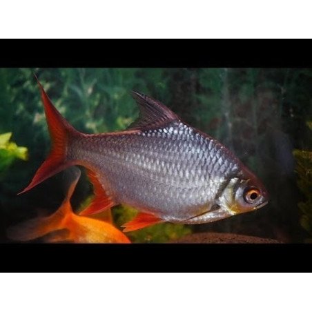 FORZA10 MINI PUPPY MAINTENANCE POLLO CON PATATE 2-12 MESI