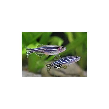 DANIO AEQUIPINNATHUS