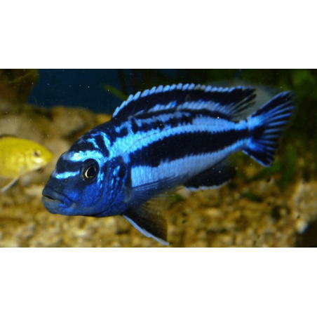 CICLIDE AFRICANO MELANOCHROMIS
