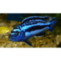 CICLIDE AFRICANO MELANOCHROMIS