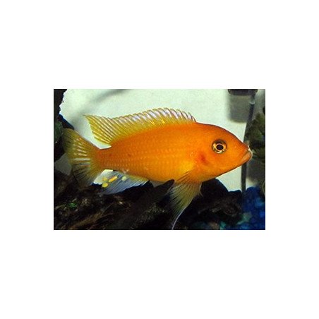 CICLIDE AFRICANO MELANOCHROMIS