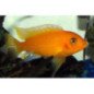 CICLIDE AFRICANO MELANOCHROMIS