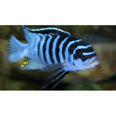CICLIDE AFRICANO MELANOCHROMIS