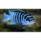 CICLIDE AFRICANO MELANOCHROMIS
