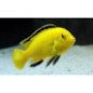 CICLIDE AFRICANO MELANOCHROMIS