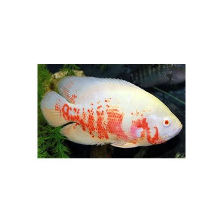 ASTRONOTUS ALBINO