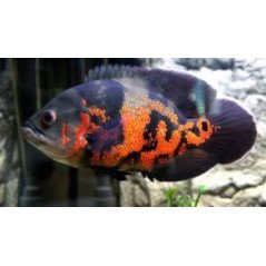 ASTRONOTUS ALBINO