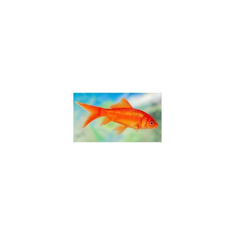 PESCE ROSSO 7CM
