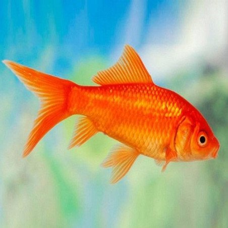 PESCE ROSSO 7CM