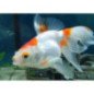 ORANDA BIANCO ROSSO 5/6CM