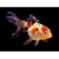 ORANDA BIANCO ROSSO 5/6CM