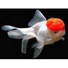 ORANDA BIANCO ROSSO 5/6CM