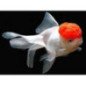 ORANDA BIANCO ROSSO 5/6CM