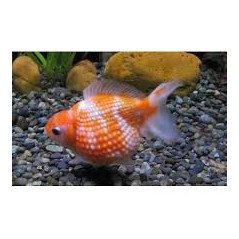 ORANDA CHICCO DI RISO 5/6CM