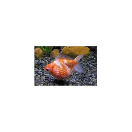 ORANDA CHICCO DI RISO 5/6CM