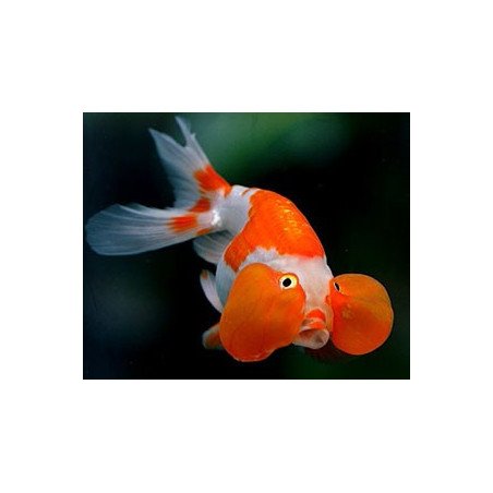 ORANDA OCCHI A BOLLA  6/8CM