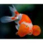 ORANDA OCCHI A BOLLA  6/8CM