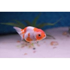 ORANDA RANCHU 6/8CM