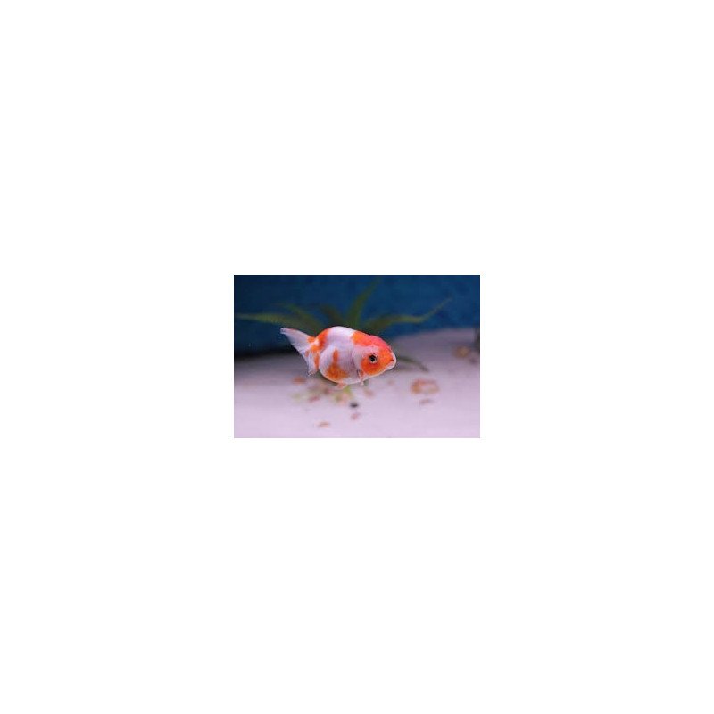 ORANDA RANCHU 6/8CM