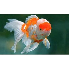 ORANDA TESTA DI LEONE 6/8CM