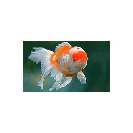 ORANDA TESTA DI LEONE 6/8CM