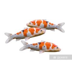 CARPE KOI 10CM