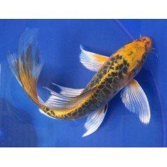 CARPE KOI 10CM