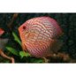 DISCUS ROSSO 6CM