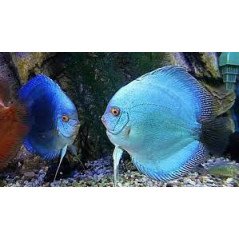 DISCUS ROSSO 6CM