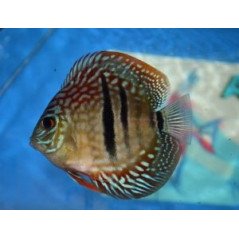 DISCUS ROSSO 6CM
