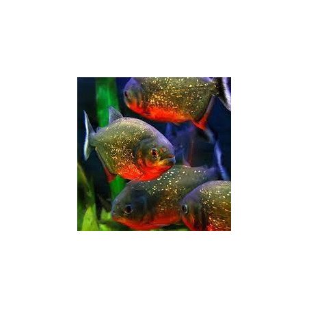 SERRASALMUS 5CM