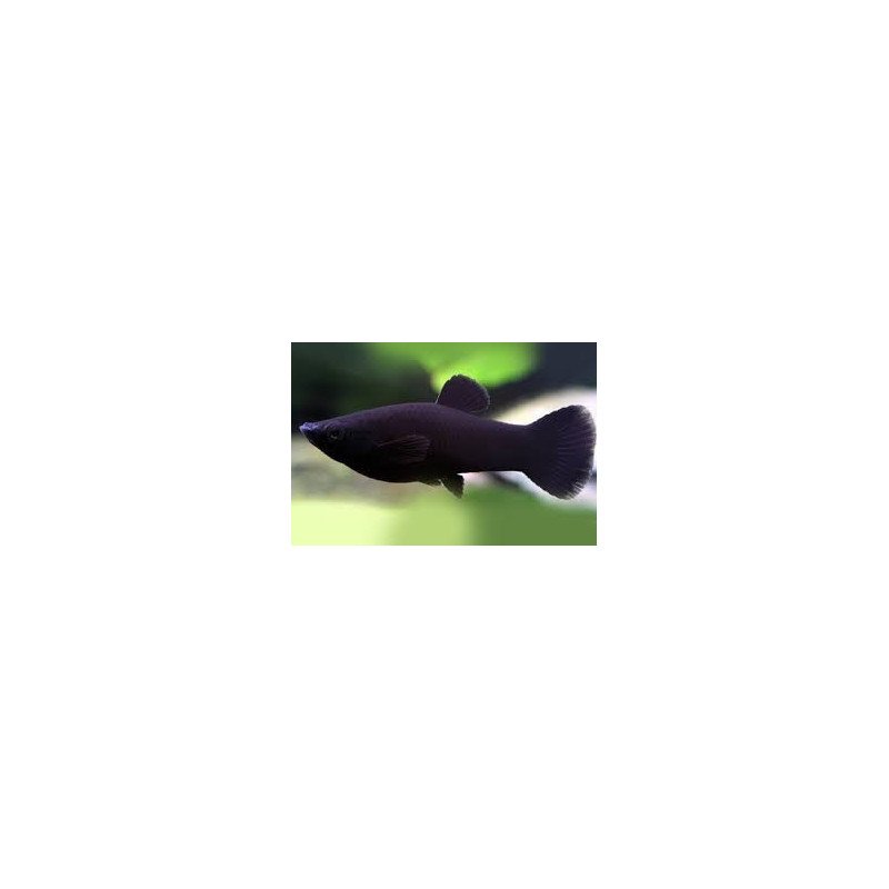POECILIA BLACK MOLLY