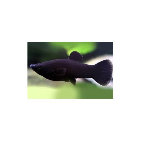 POECILIA BLACK MOLLY